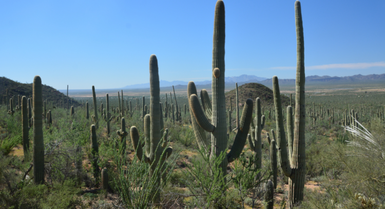 forêt de cactus saguaro