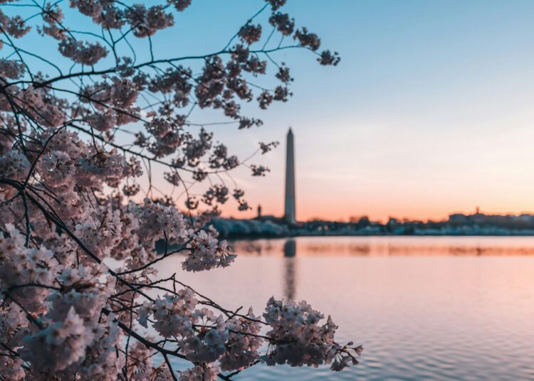 Cherry Blossoms in Washington DC on the Tidal Basin with the Washington Monument in the background.