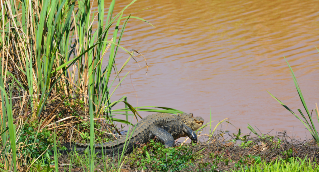 Observation alligators