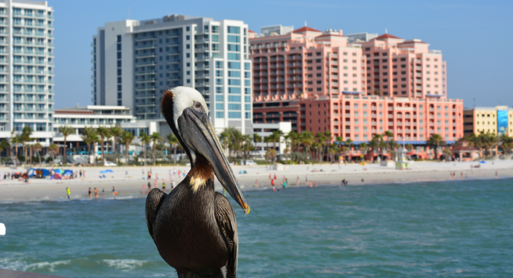 Pier Clearwater